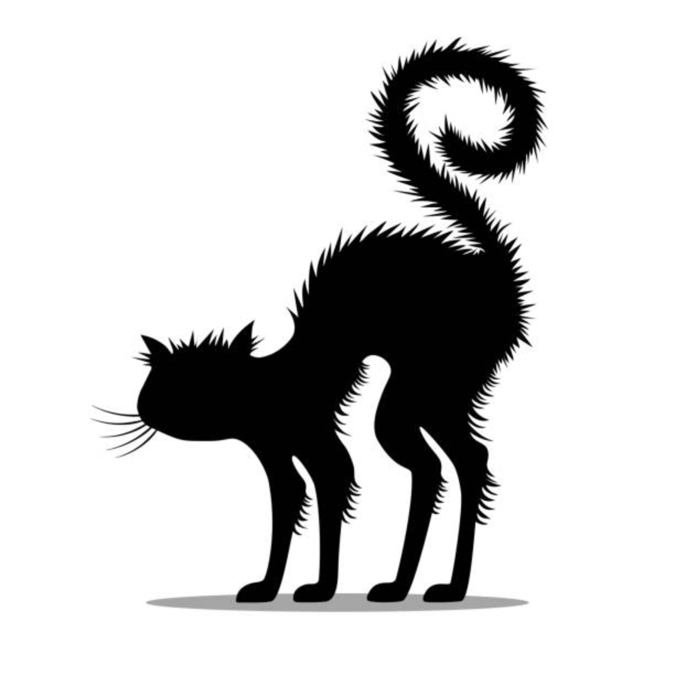 BLACK CATS